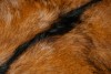 FUR TANNED LEATHER